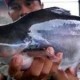 Produksi Ikan Budidaya Lampaui Target 13,02 Juta Ton